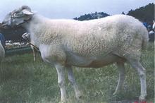 供应养殖小尾寒羊的技术与管理