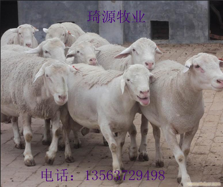 济宁市山东杜泊绵羊养殖基地厂家