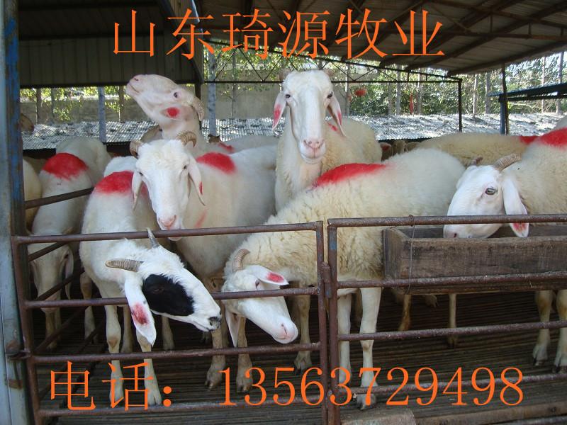 供应小尾寒羊种羊养殖总场图片