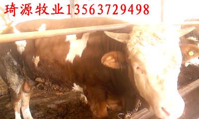 供应西门塔尔牛品种介绍图片