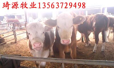 济宁市西门塔尔肉牛养殖场建设厂家供应西门塔尔肉牛养殖场建设