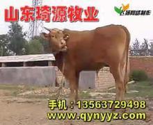 冬季鲁西黄牛怎么养殖批发