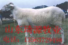 济宁市山东小尾寒羊养殖场地址厂家