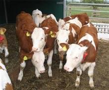 供应基本肉牛养殖饲养方法 