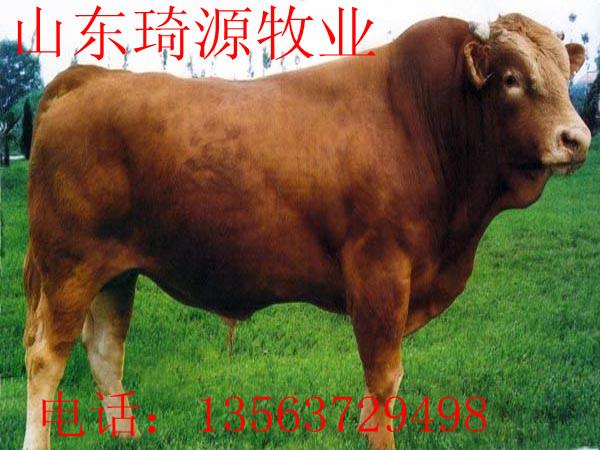 供应肉牛养殖场有哪些肉牛品种图片