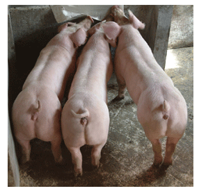 供应北京三元仔猪种猪图片