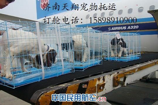 供应济南宠物空运 空运大型犬 批发狗笼子 办理检疫