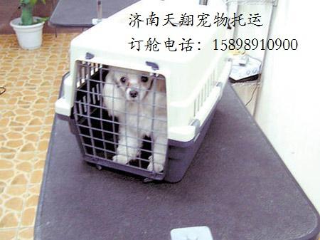 供应空运宠物 空运活体 办理检疫 济南机场宠物托运