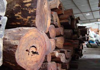 新西兰木材（辐射松）进口可以正规报关吗？图片