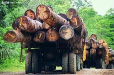 东南亚紫檀木材进口报关要办理物种证吗？