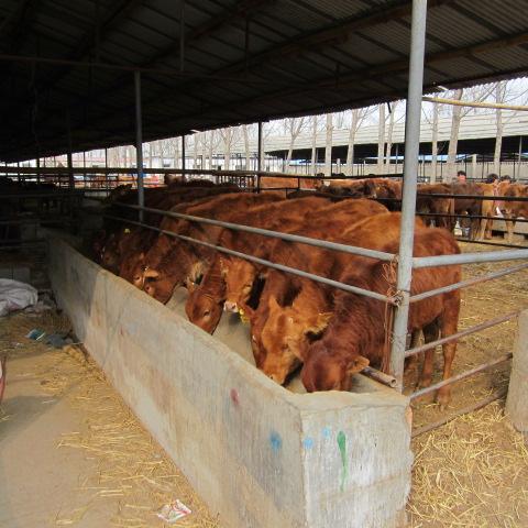 养殖肉牛生产供应商:山东翔源牧业牛羊驴繁育养殖基地-牛价格牛养殖肉牛批发价格