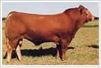 济宁市鲁西黄牛价格厂家供应鲁西黄牛价格，利木赞牛，夏洛莱牛，西门塔尔牛。