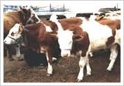 供应西门塔尔牛，鲁西黄牛，利木赞牛，夏洛莱牛，小尾寒羊，波尔山羊。