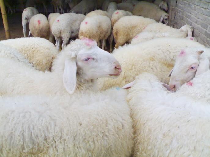 供应小尾寒羊养殖技术，小尾寒羊，波尔山羊，黑山羊，杜泊绵羊。
