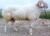 供应鲁西南小尾寒羊，波尔山羊，黑山羊，白山羊，鲁西黄牛，西门塔尔牛。