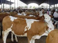 供应西门塔尔牛价格，西门塔尔牛，西门塔尔牛养殖技术。