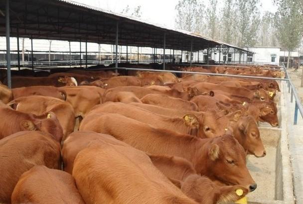 哪里有优质鲁西黄牛供应--山东鸿锦牧业