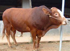 济宁市西门塔尔牛厂家供应西门塔尔牛，鲁西黄牛，利木赞牛，夏洛莱牛，小尾寒羊，波尔山羊。