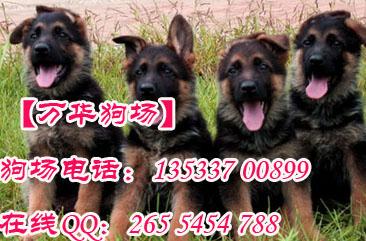 广州正规的狗场 广州哪里有卖德国牧羊犬 广州德国牧羊犬哪里有卖