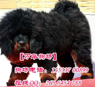 广州正规的狗场 广州哪里有卖藏獒 广州藏獒哪里有卖