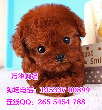 广州哪里有卖泰迪熊广州正规的狗场 广州哪里有卖泰迪熊 广州泰迪熊哪里有卖