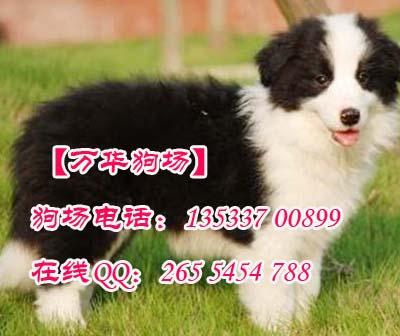 广州正规的狗场 广州哪里有卖边境牧羊犬 广州边境牧羊犬哪里有卖