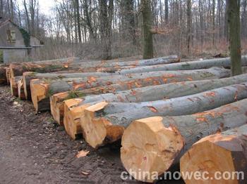 上海木材进口通关