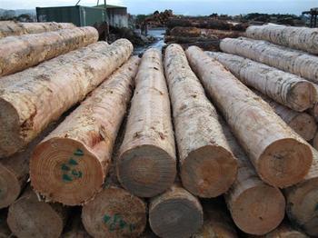 上海进口法国木材进口报关