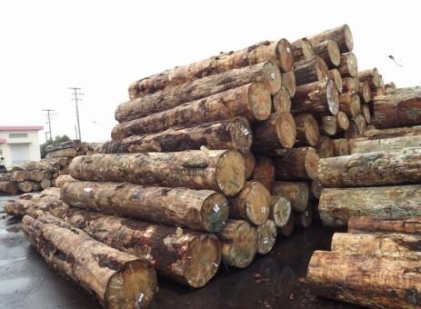 上海洋山港木材进口清关所需的单证图片
