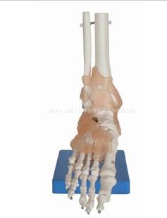 供应自然大脚关节模型带韧带 人体足关节骨骼 运动系统解剖