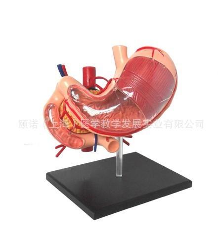 胃解剖模型12部件4D胃模型批发