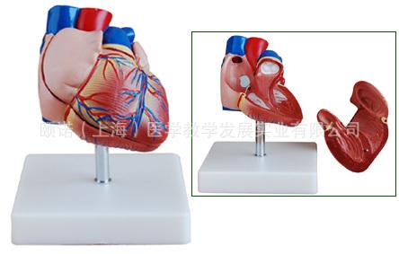 供应新型自然大心脏解剖模型