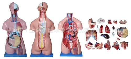 供应85CM三性躯干模型 人体系统解剖器官模型