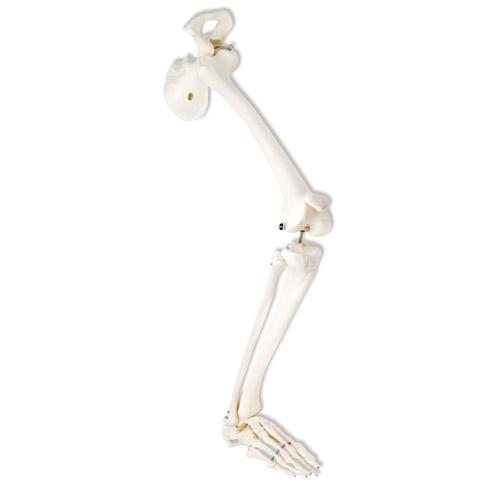 供应带髋骨的右腿骨骼模型型号：J1019