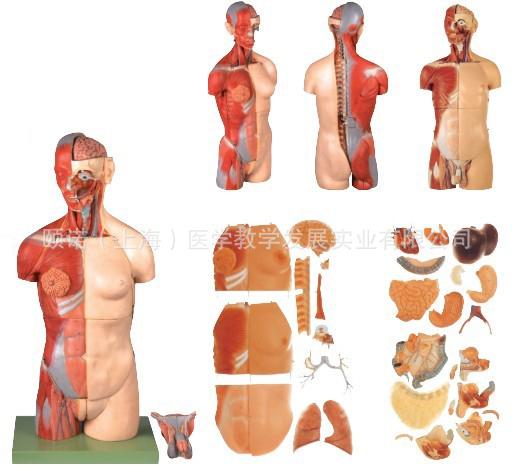 两性互换肌肉内脏背部开放式头颈躯干模型 人体系统解剖器官模型