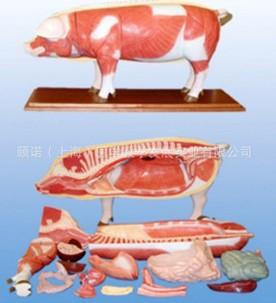 供应猪解剖模型动物解剖模型内脏模型