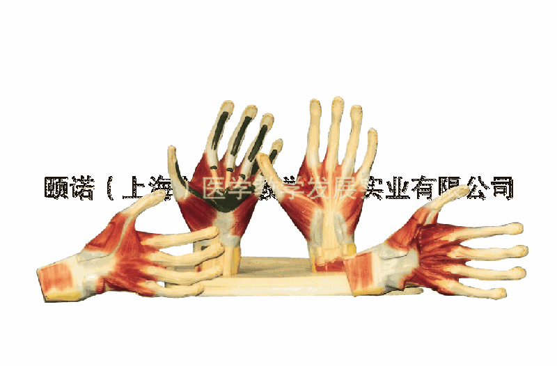 供应手掌解剖模型 手掌解剖模型制造商 手掌解剖模型报价 盈诺实业
