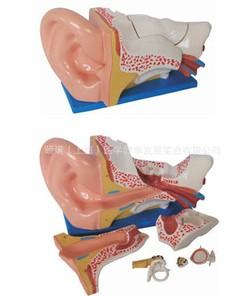 新型大耳解剖模型批发