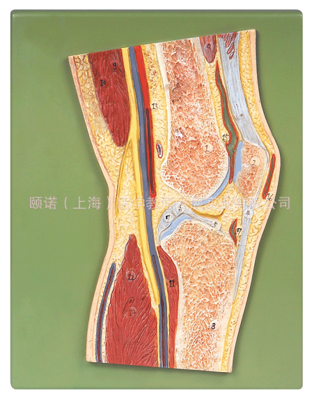 供应膝关节剖面模型
