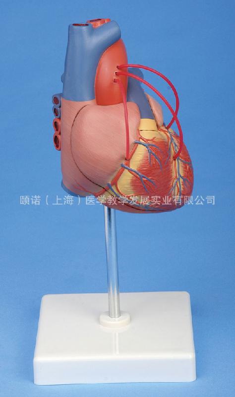 心脏解剖模型批发