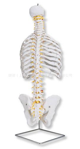 带肋骨经典活动脊柱模型批发