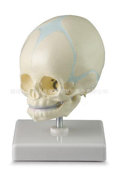 供应 胎儿颅模型 婴儿头骨胎儿头骨模型婴儿模型，头骨骼 模型图片