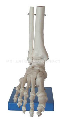 供应脚关节胫骨腓骨足骨模型踝关节模型骨骼模型，人体模型