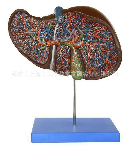 供应肝解剖模型门血管肝内肝外胆管模型肝胆囊放大模型盈诺实业
