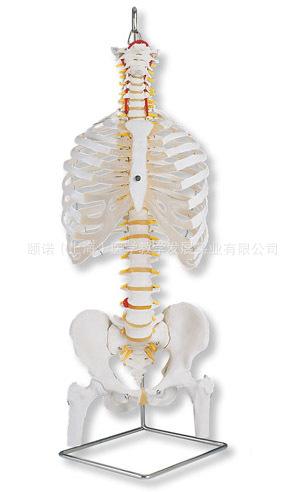 带肋骨和股骨头的经典灵活脊柱模型批发