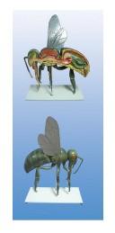 供应蜜蜂解剖模型