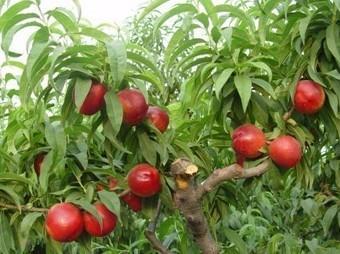 陕西大荔优质大棚油桃大量上市了批发