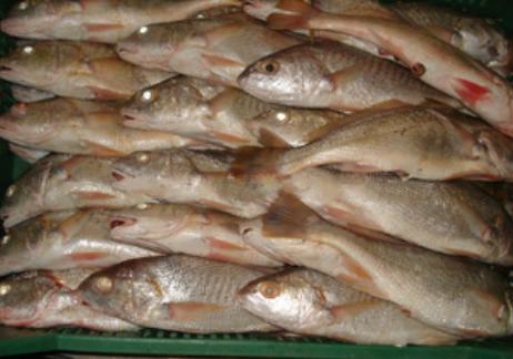 厂价冷冻海鲜鲳鱼 黄菇鱼 黑菇鱼 鳗鱼图片