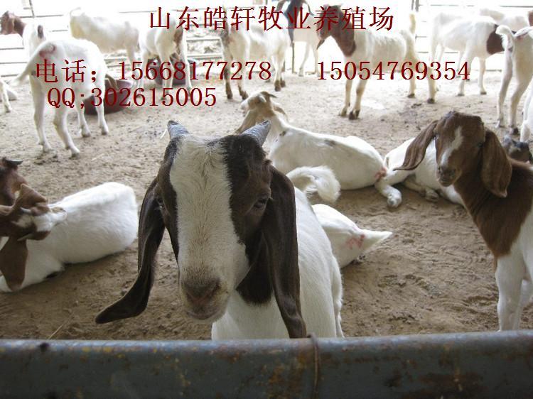 济宁市纯种波尔山羊厂家供应纯种波尔山羊