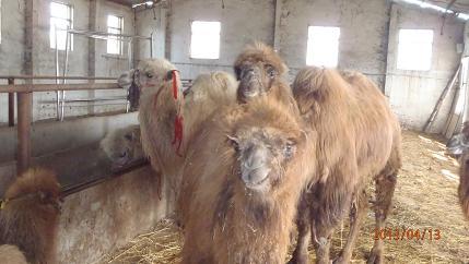 供应山东骆驼养殖场专业技术